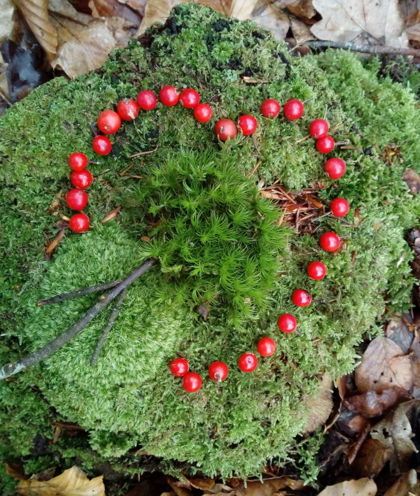landart nature coeur de graines rouges sur mousse verte