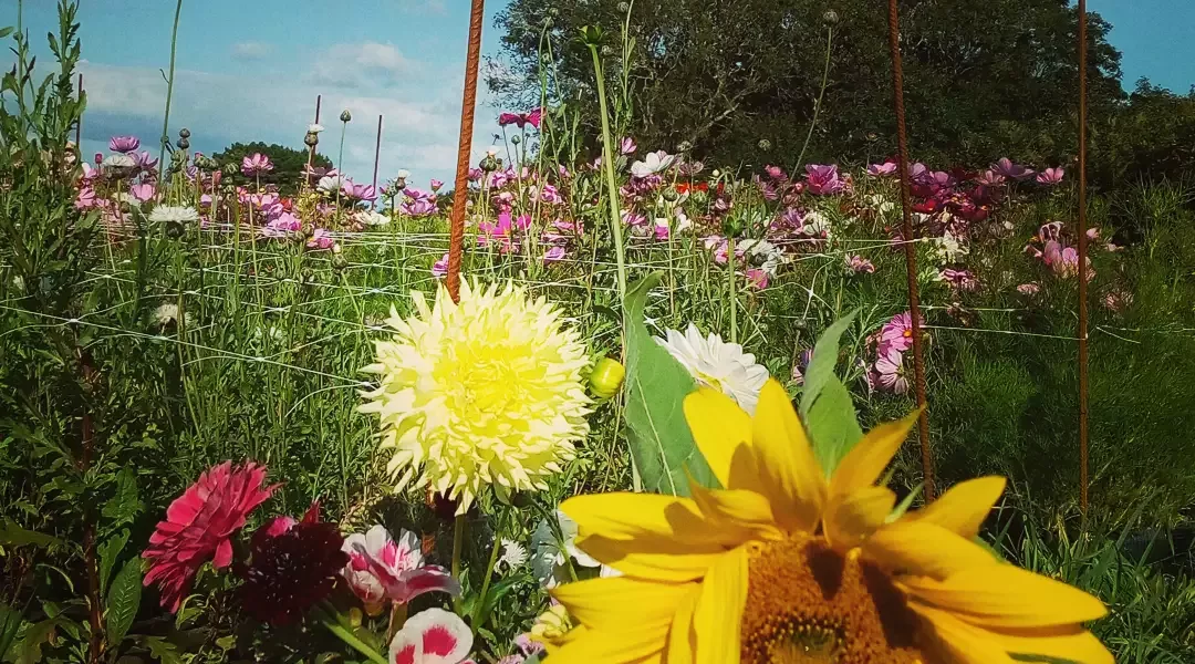 Bouquet de fleurs coloré dans son champ de cueillette